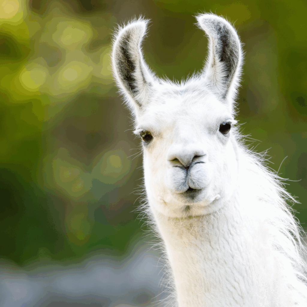 Donor Intent Watch: Llama Dilemmas and Cautions at Community Foundations 